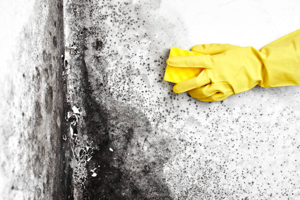 Trusted Greenville, PA Mold Removal Experts