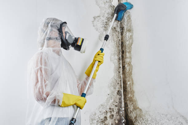 Best Certified Mold Removal  in Greenville, PA