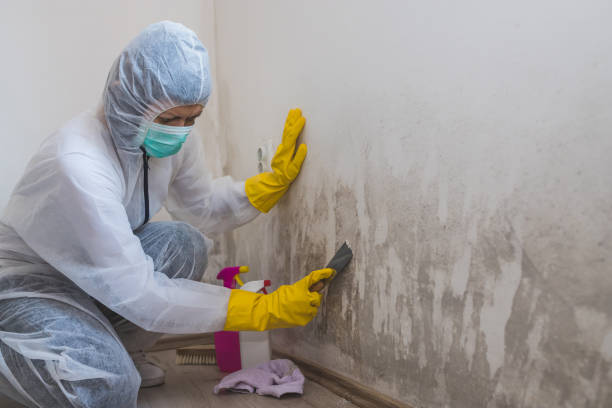 Best Residential Mold Removal  in Greenville, PA
