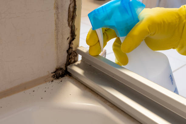 Best Affordable Mold Removal  in Greenville, PA