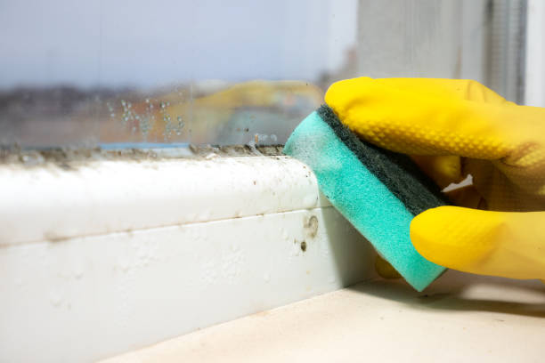Best Mold Cleaning Services  in Greenville, PA