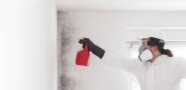 Mold Removal Process in Greenville, PA