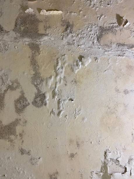 Best Mold Removal Specialists  in Greenville, PA