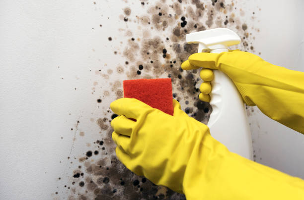 Best Attic Mold Removal  in Greenville, PA