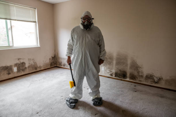 Attic Mold Removal in Greenville, PA